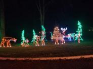 Deer in the Park