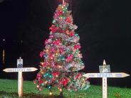 lemley memorial tree