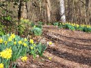 Spring daffodils fill the trails