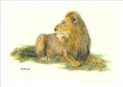 Lion Colored Pencil Drawing by Charles Westerman Lion Drawing by Charles Westerman