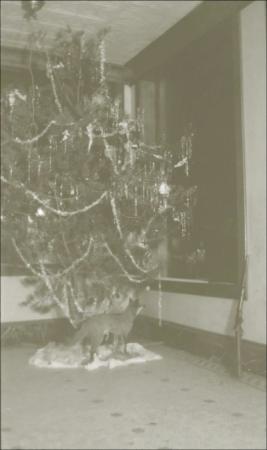 Photo of a Chistmas tree in 1923